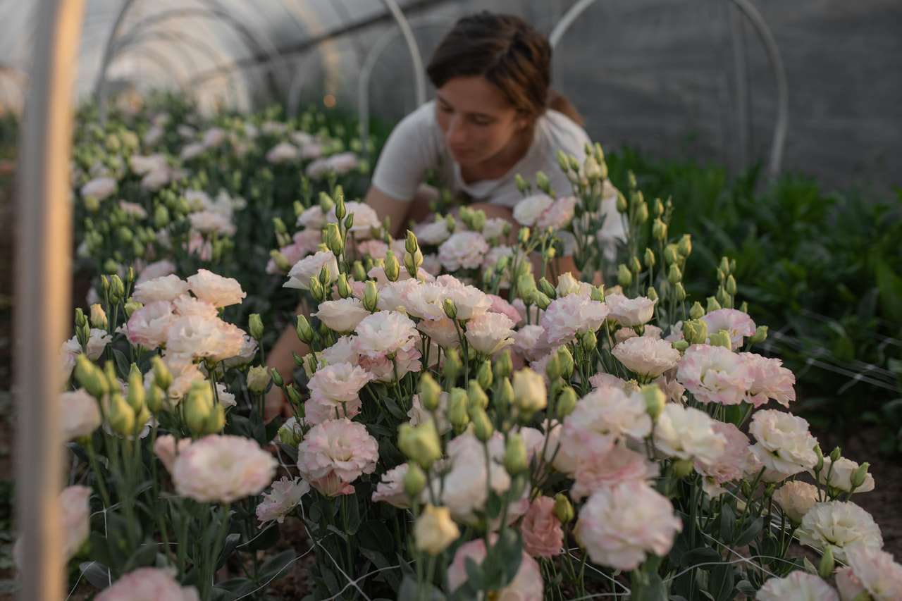 Eustoma Arena 3 Pink Flash, Loukykvět