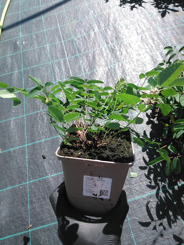 Veriruusuke Pieters - 19. 8. 2025