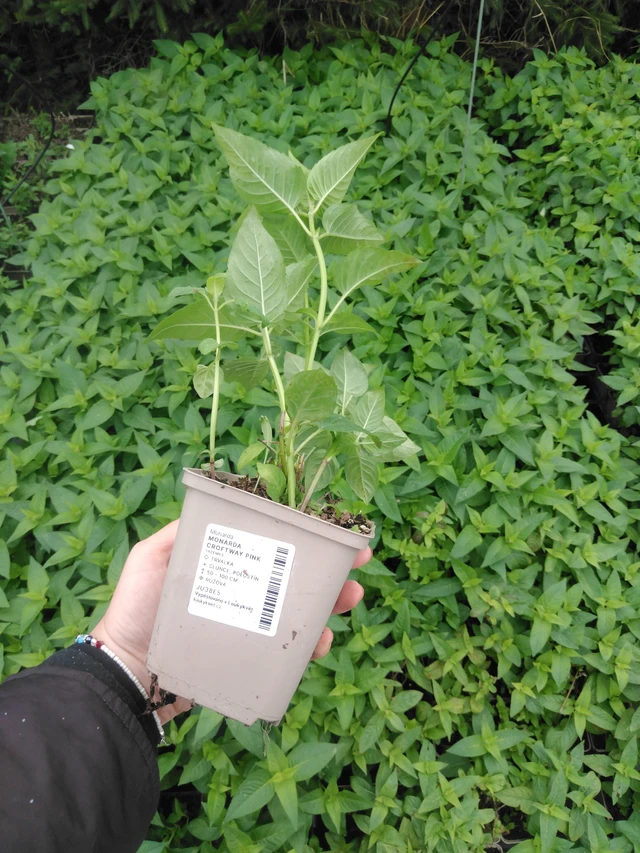 Monarda Croftway Pink - 2024