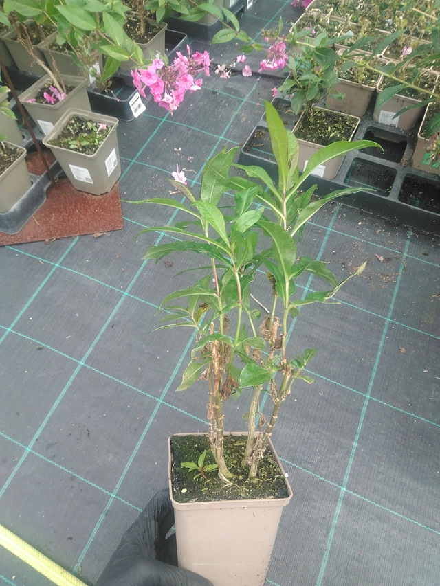 Phlox Sweet Summer Fragrance - 10. 9. 2025