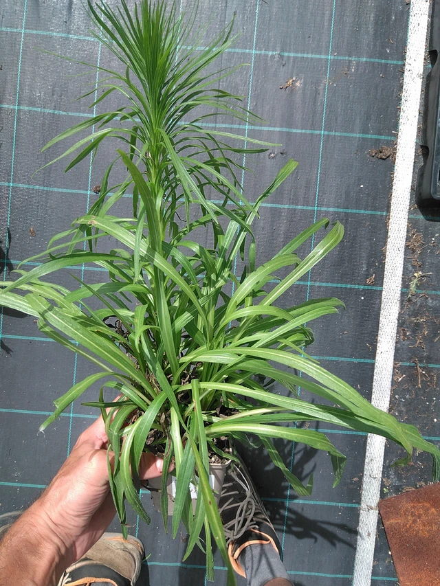 Punatope - 24. 6. 2025