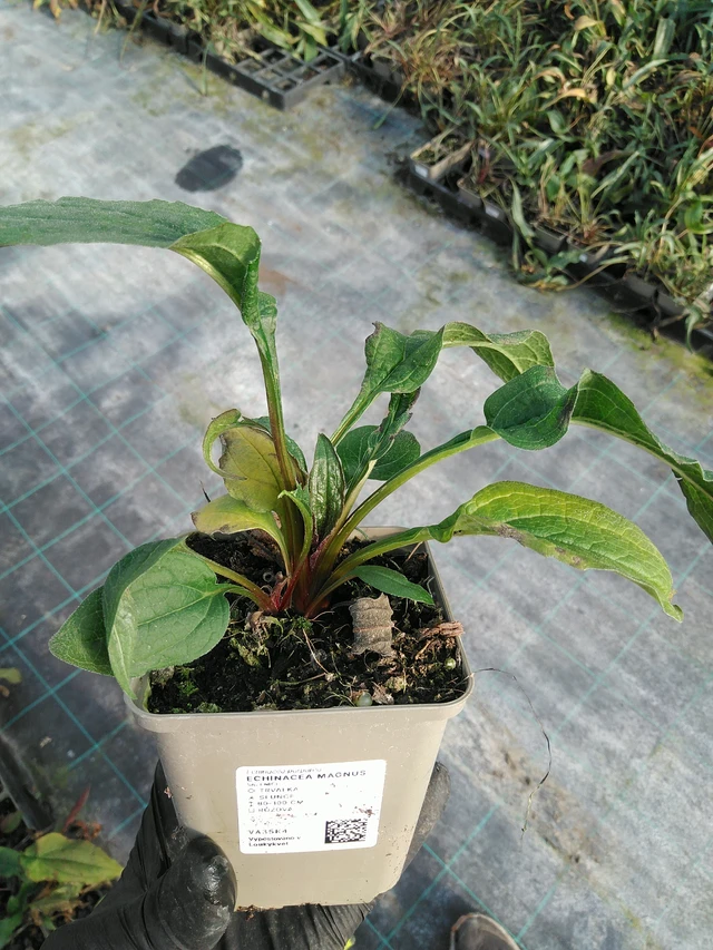 Echinacea Magnus - 31. 10. 2025