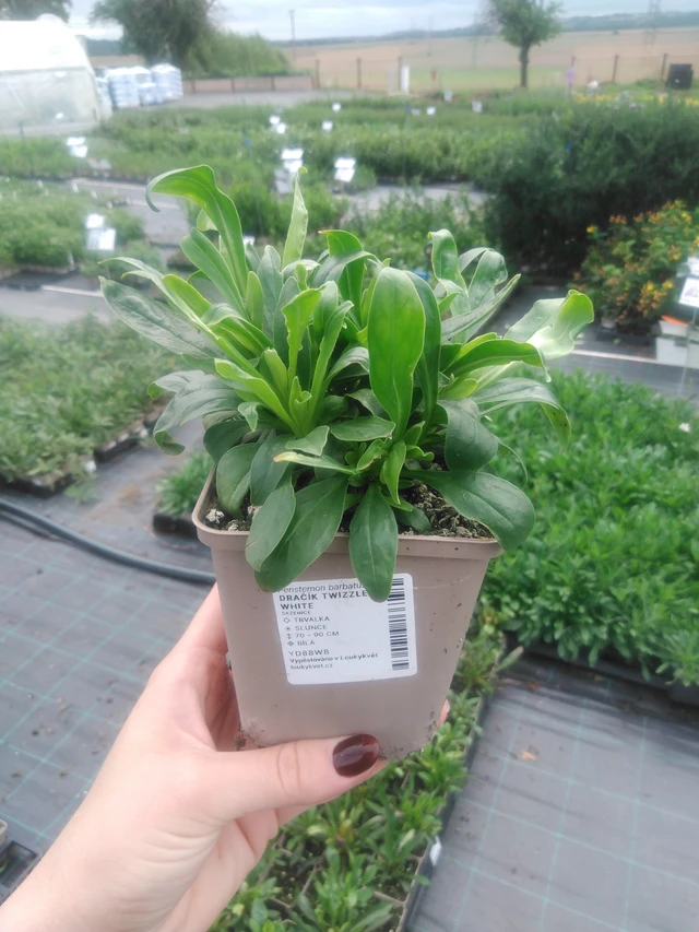 Flor de dragón Twizzle White - 2024