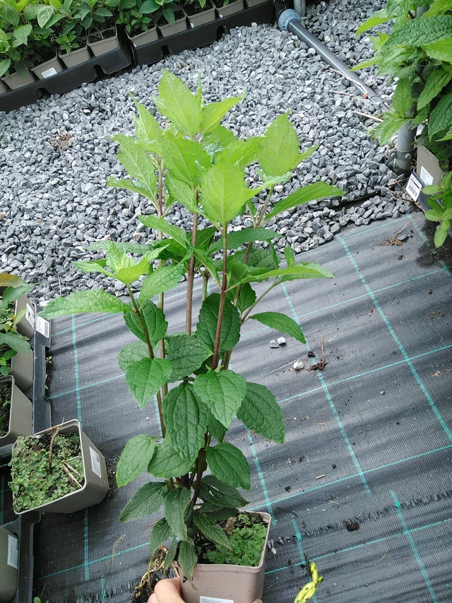 Punavirma Baby Joe - 28. 7. 2025