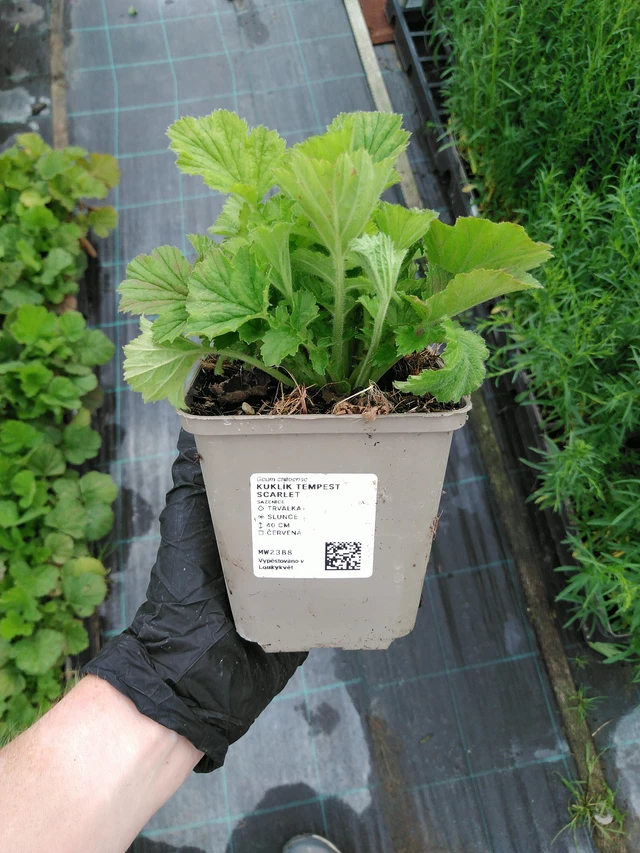 Genciana Tempest Scarlet - 10. 9. 2025