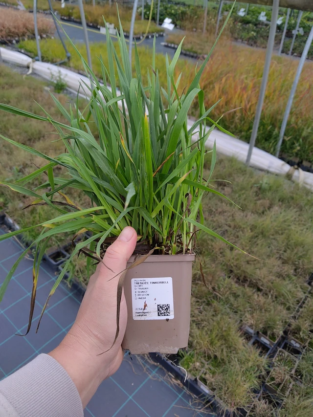 Třeslice Tinkerbell - 10. 10. 2025