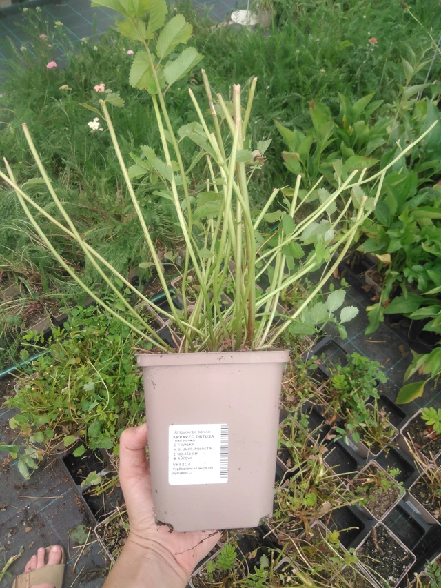 Verikurjenpolvi obtusa - 2024