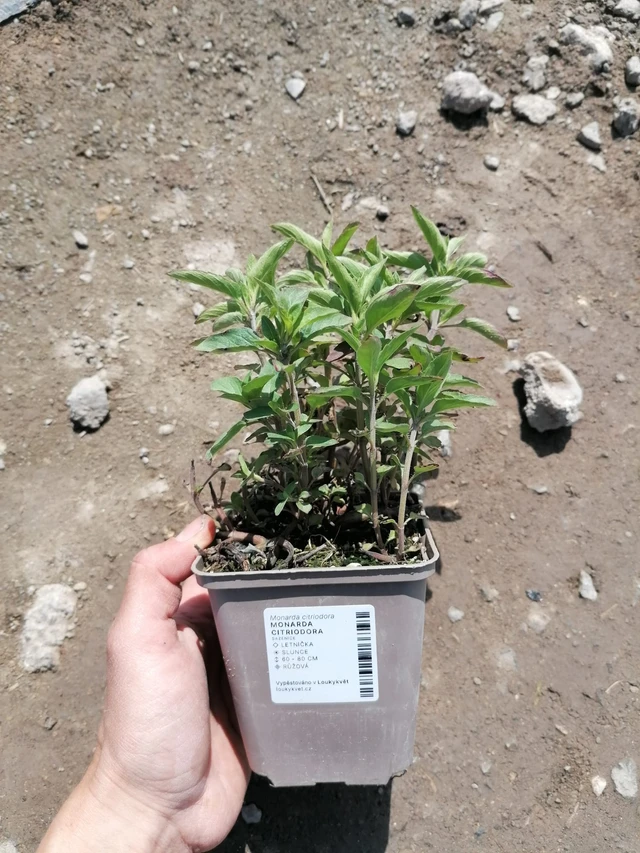 Monarda citriodora - 2024