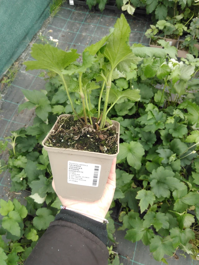 Anémona japonesa Königin Charlotte - 2024