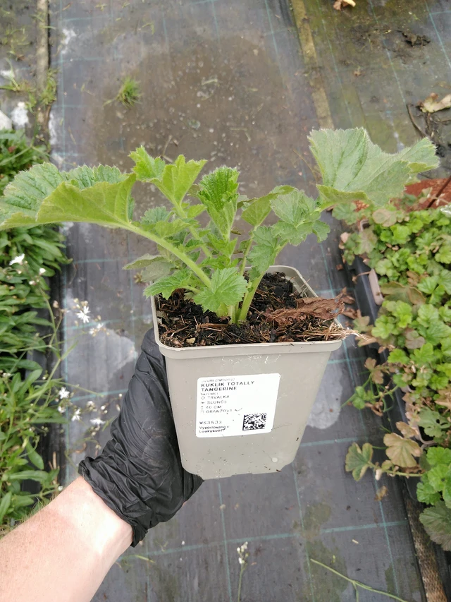 Geum Totally Tangerine - 10. 9. 2025