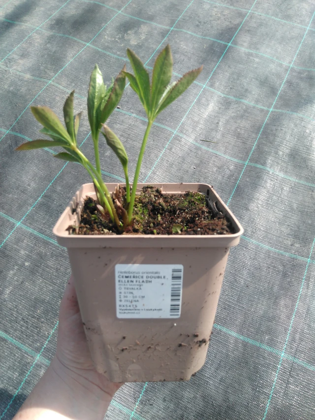 Julros Double Ellen Flash - 3. 4. 2025