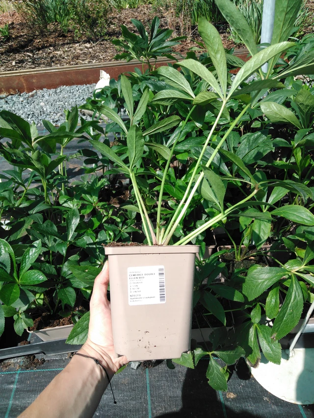 Hunyor Double Ellen Red - 2024