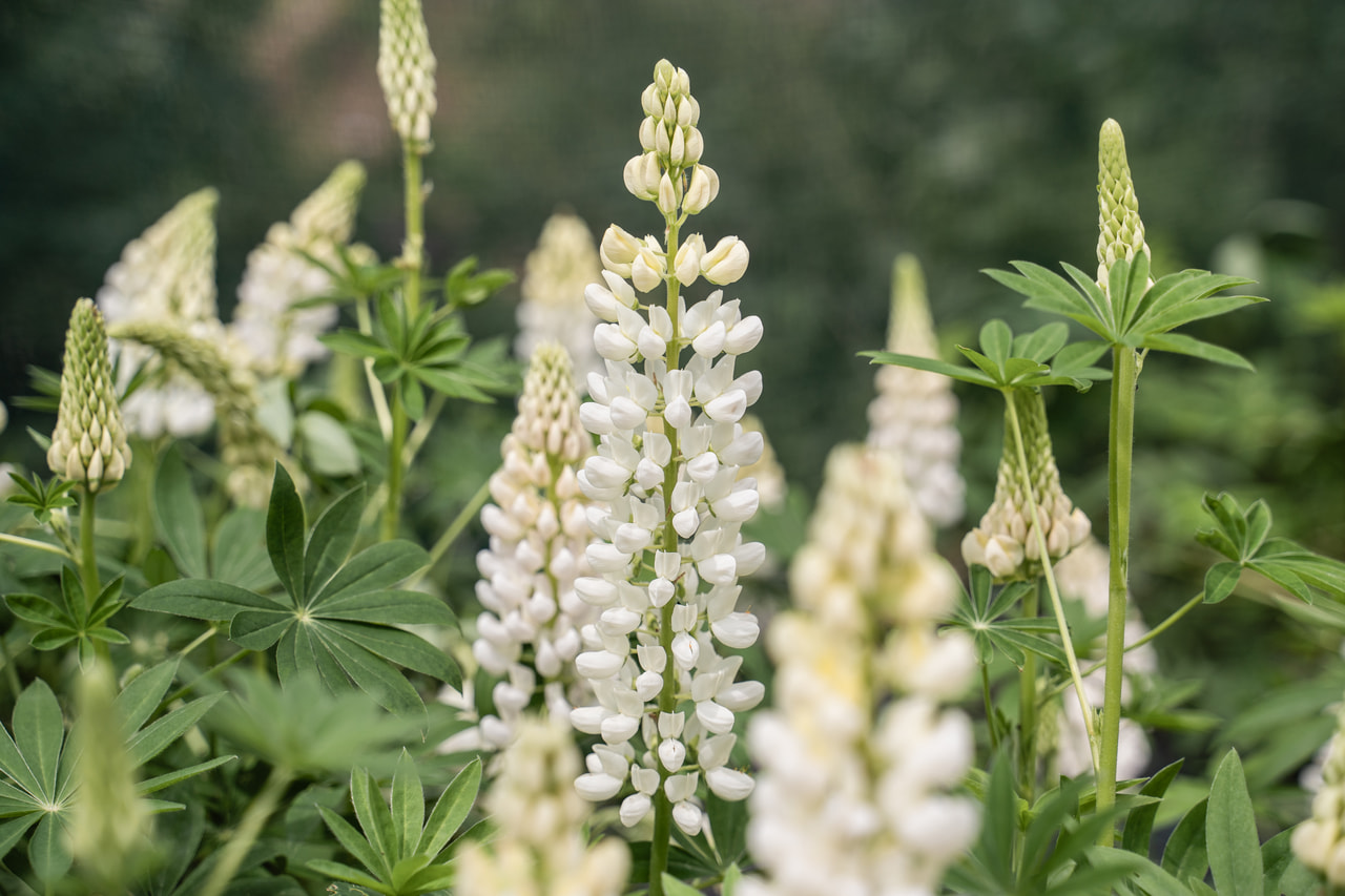 Csillagfürt Gallery White, Loukykvět