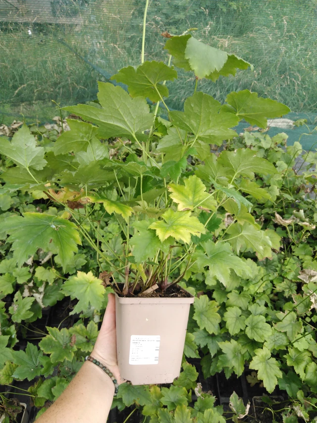 Ploštičník Silver Dance - 2024