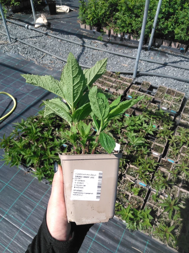 Punavirma Baby Joe - 13. 5. 2025