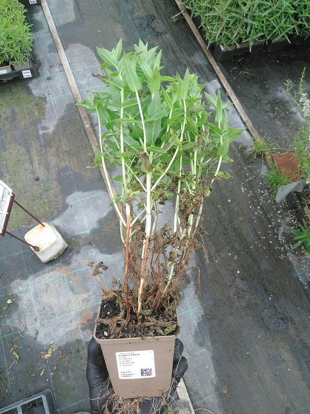 Rantakukka Robin - 4. 8. 2025