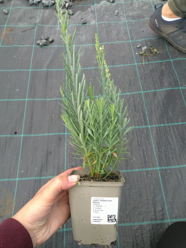 Toadflax Springside White - 11. 7. 2025