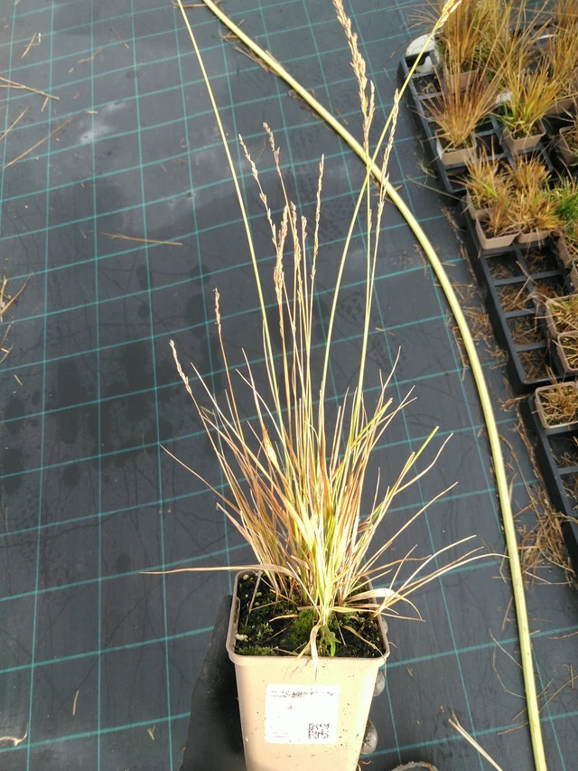 Siniheinä Heidezwerg - 31. 10. 2025