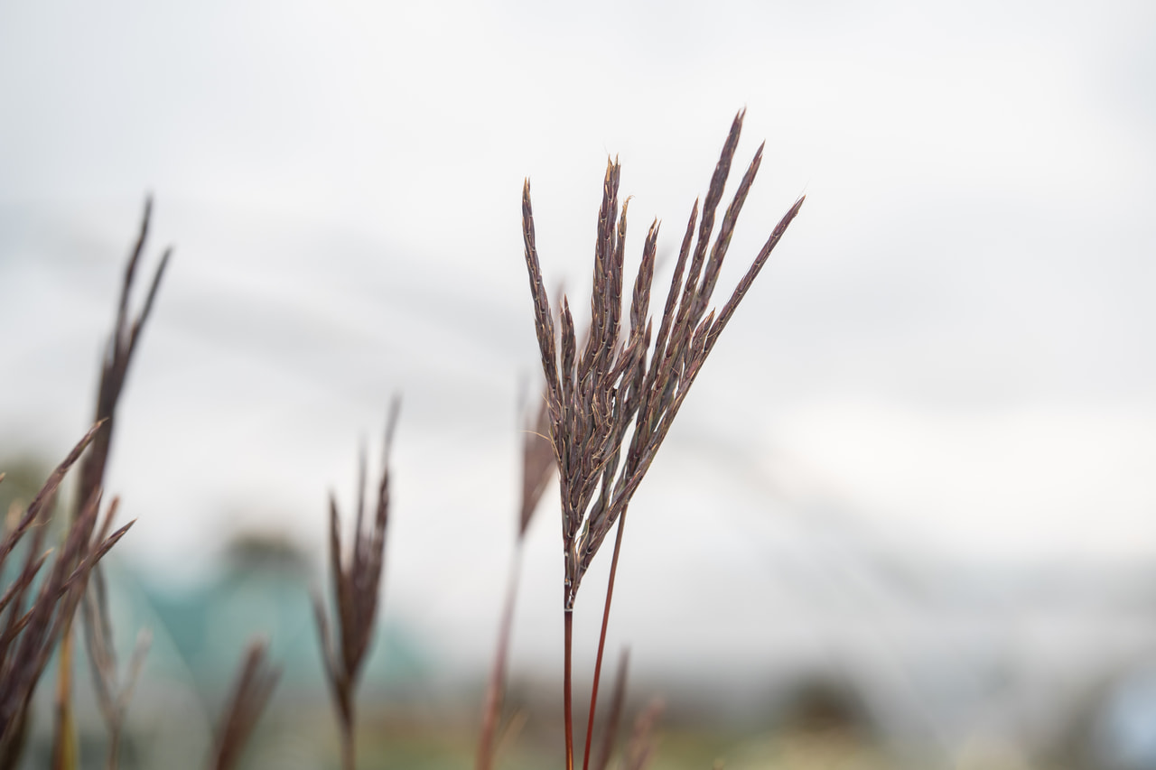 Baardgras JS Purple Konza, Loukykvět
