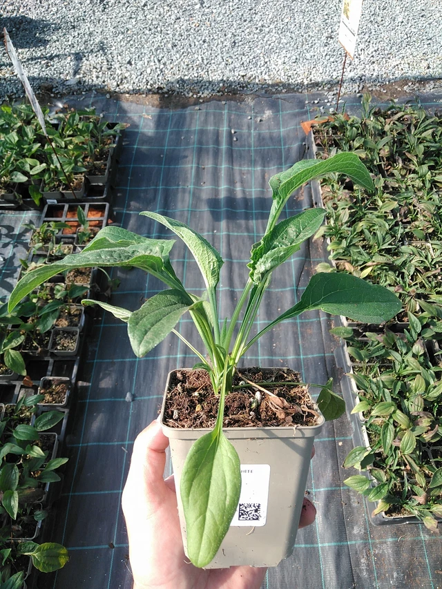 Echinacea White Swan - 1. 7. 2025