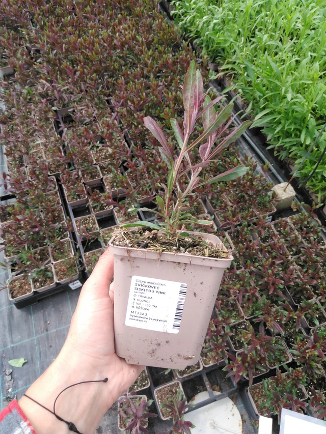 Prachtkerze Siskiyou Pink - 2024