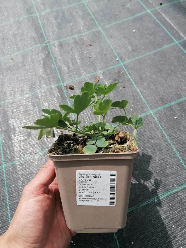 Akvileija Nora Barlow - 2024