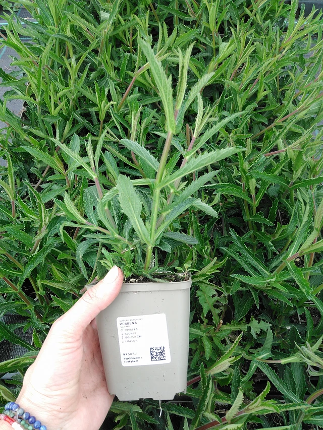 Verbena - 9. 6. 2025