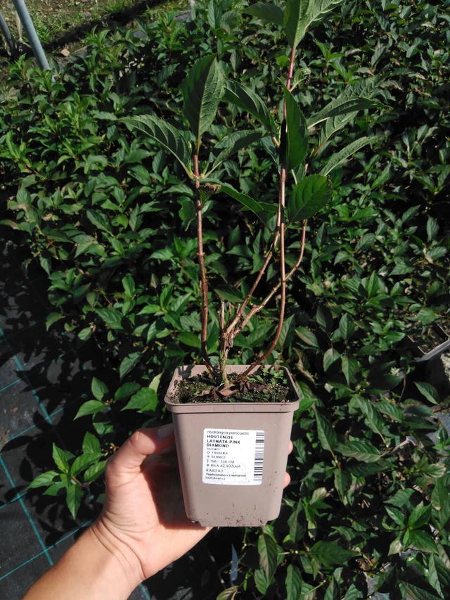 Hortensia Pink Diamond - 2024