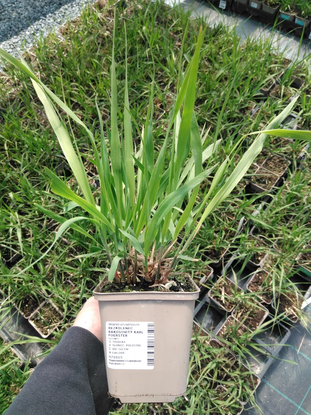 Isosiniheinä Karl Foerster - 13. 5. 2025