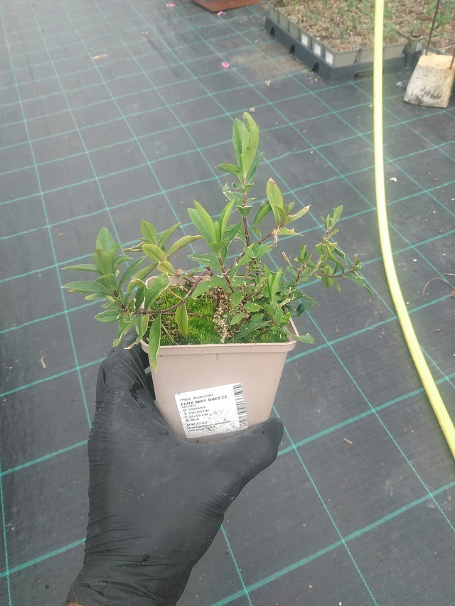 Flox May Breeze - 10. 9. 2025