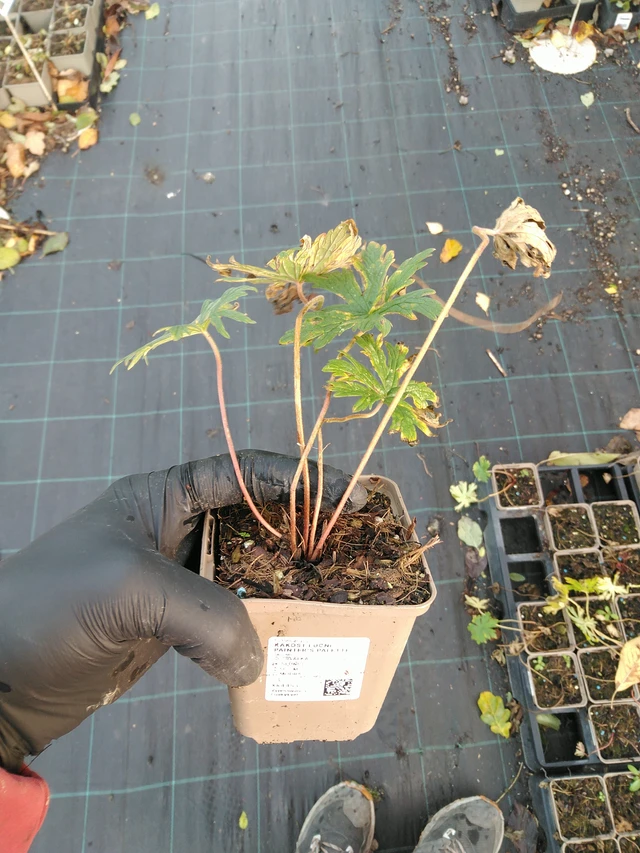 Kurjenpolvi Painter’s Palette - 31. 10. 2025