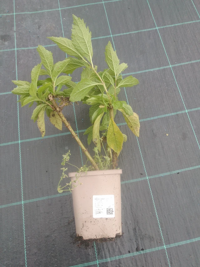 Punavirma Baby Joe - 10. 10. 2025