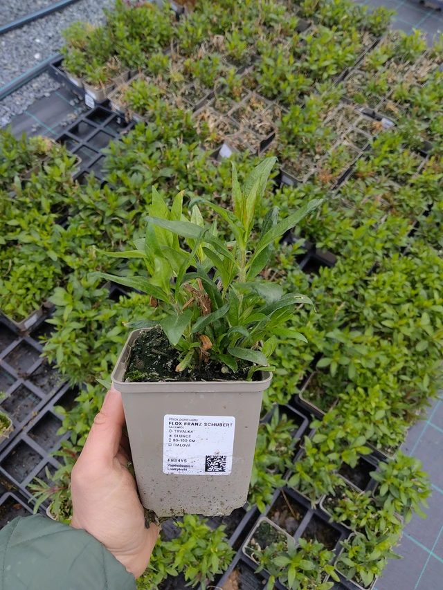 Leeklill Franz Schubert - 21. 4. 2026