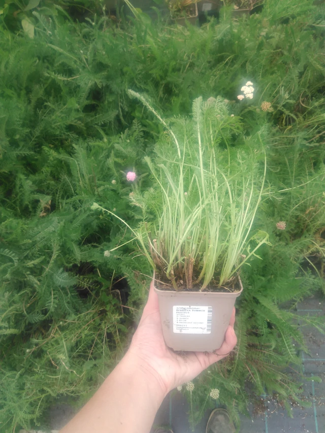 Řebříček Summer Pastels - 2024