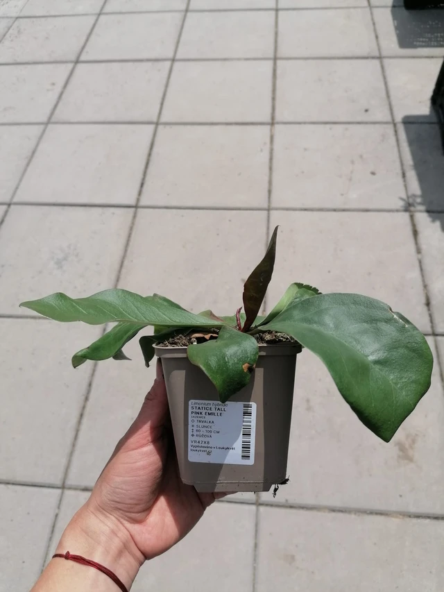 Statice Tall Pink Emille - 2024