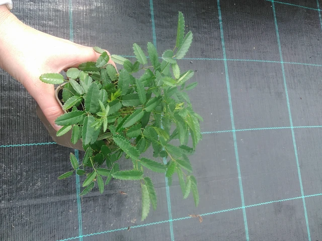 Veriruusuke Pink Tanna - 17. 7. 2025