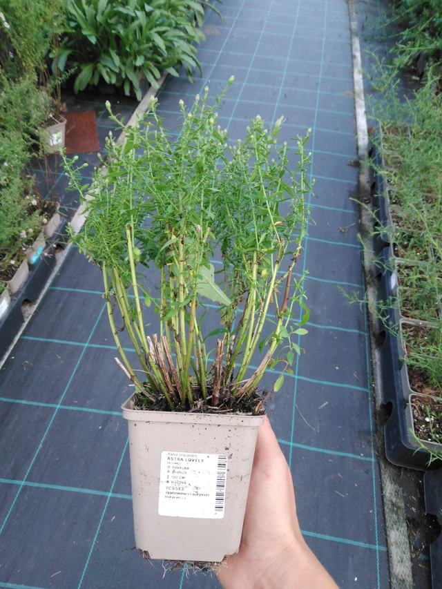 Asta Lovely - 11. 9. 2025