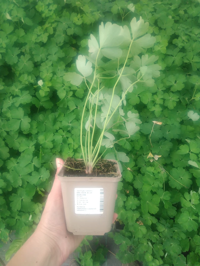 Columbine Blue Barlow - 2024