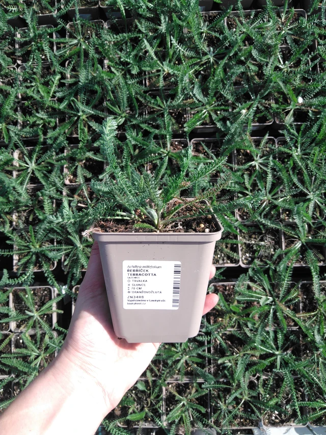 Řebříček Terracotta - 2024