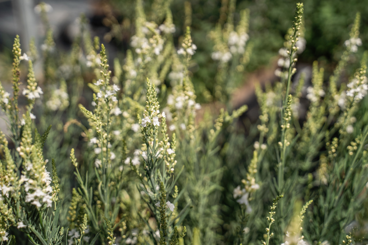 Linaire Springside White, Loukykvět