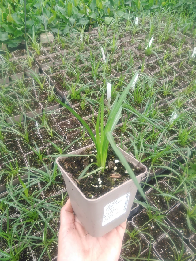 Liatris Floristan White - 2024