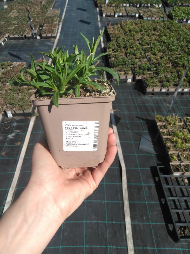 Phlox Fujiyama - 3. 4. 2025