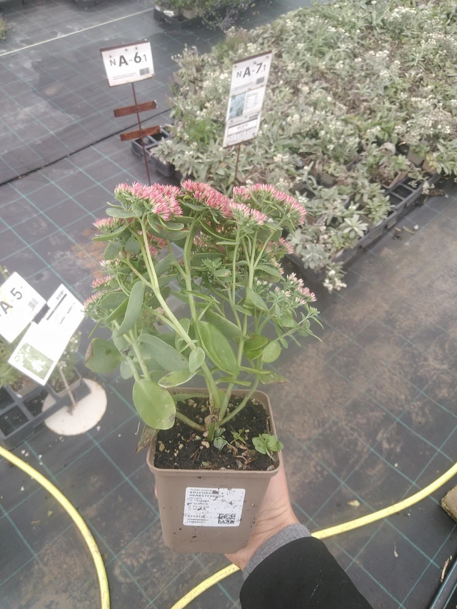 Rozchodník Herbstfreude - 10. 10. 2025