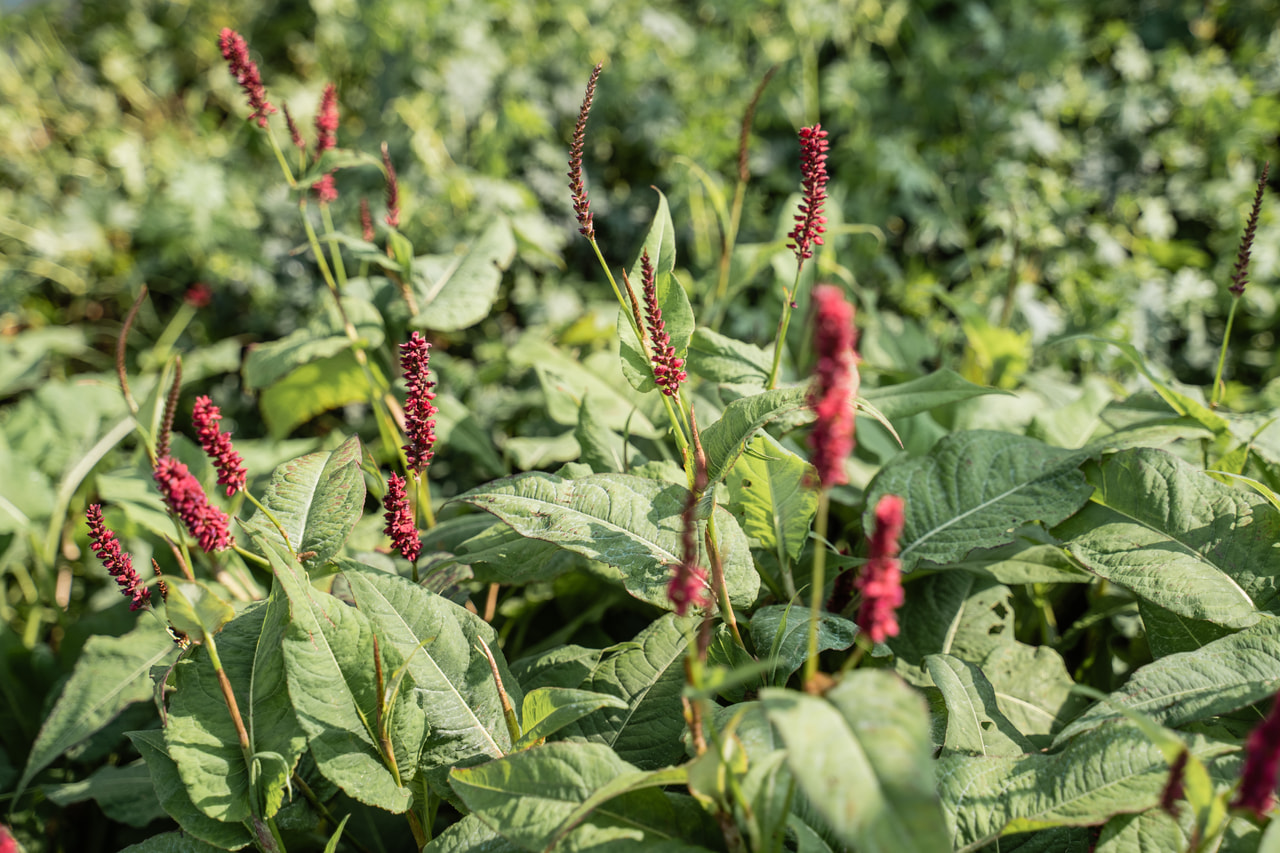 Rdesno Dark Red, Loukykvět