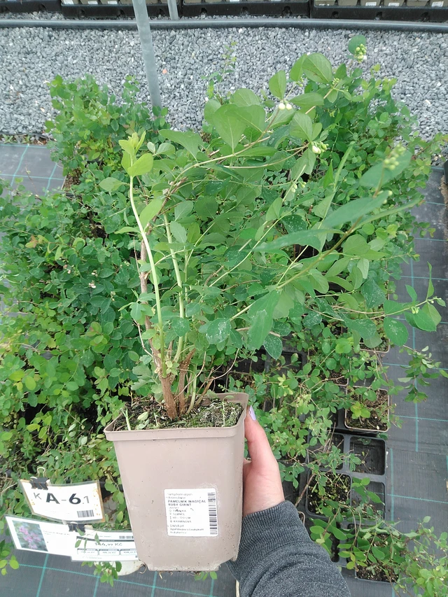 Snowberry Magical Ruby Giant - 9. 6. 2025