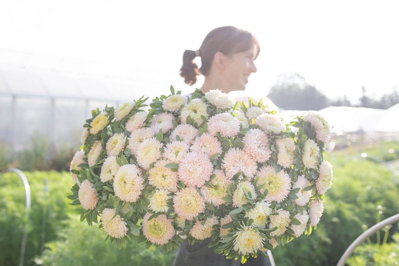 Astra Lady Coral Chamois, Loukykvět