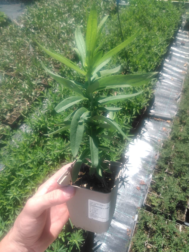 Astra Harrington’s Pink - 2024