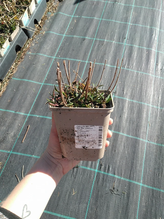 Őszirózsa Lovely - 7. 4. 2026