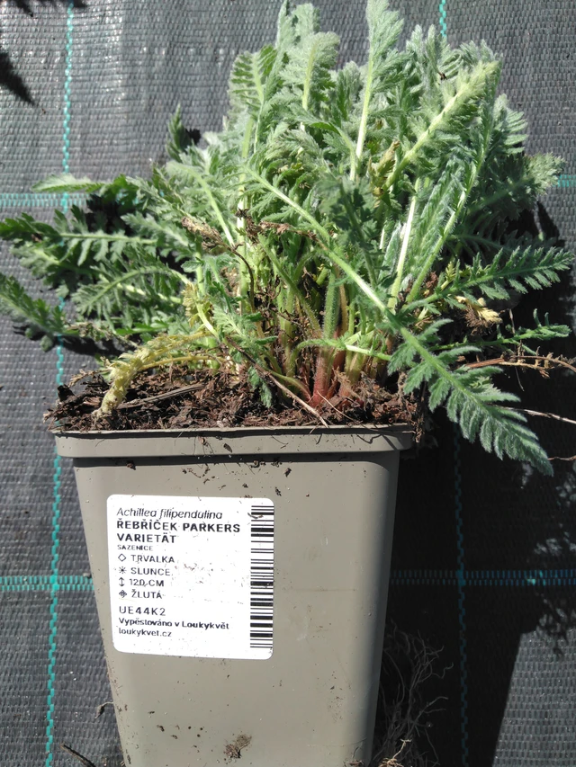 Achillée Parkers Varietät - 3. 4. 2025