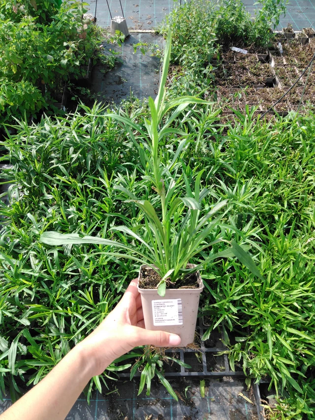 Vara de oro Romantic Glory - 2024